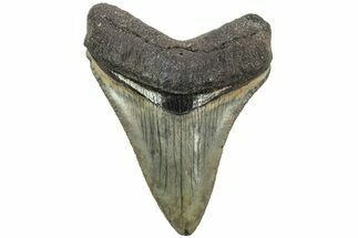 Serrated, Juvenile Megalodon Tooth - South Carolina #213049