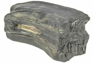 Pleistocene Aged Fossil Horse Tooth - South Carolina #213070