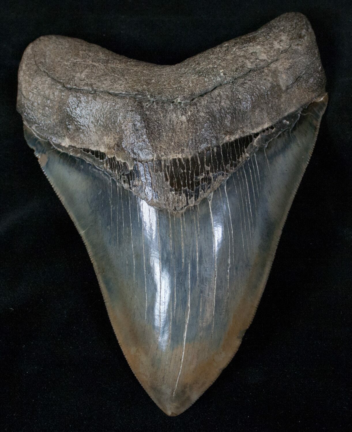 5.78" Collector Quality Megalodon Tooth For Sale (#13272) - FossilEra.com