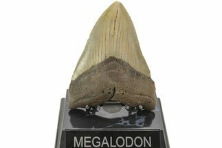 Fossil Megalodon Tooth - North Carolina #204570