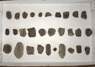 Clearance Lot: Mazon Creek Plant Fossil Nodules - Pieces #215267