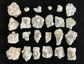 Clearance Lot: Illinois Blastoid Fossils on Shale - Pieces #215289