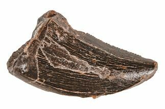Serrated, Juvenile Carcharodontosaurus Tooth #214445