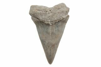 Fossil Broad-Toothed Mako Tooth - South Carolina #214625