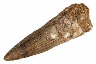 Fossil Spinosaurus Tooth - Real Dinosaur Tooth #215343