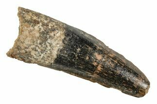 Fossil Spinosaurus Tooth - Real Dinosaur Tooth #215351