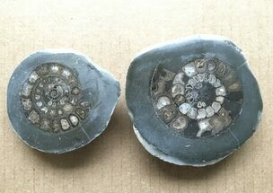 Clearance Lot: Polished Ammonites (Dactylioceras) Fossils - Pieces #215464
