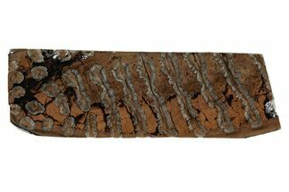 Fossil Mammoth Molar Slab - Siberia #215360
