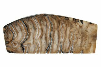 Fossil Mammoth Molar Slab - Siberia #215377
