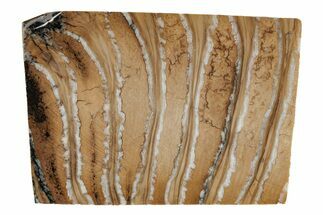 Fossil Mammoth Molar Slab - Siberia #215379