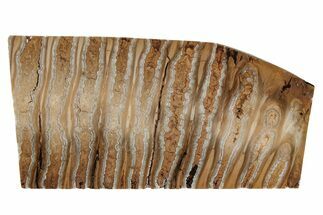 Fossil Mammoth Molar Slab - Siberia #215380