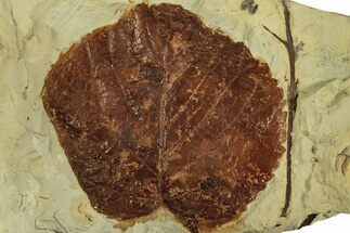 Fossil Leaf (Beringiaphyllum) - Montana #215531