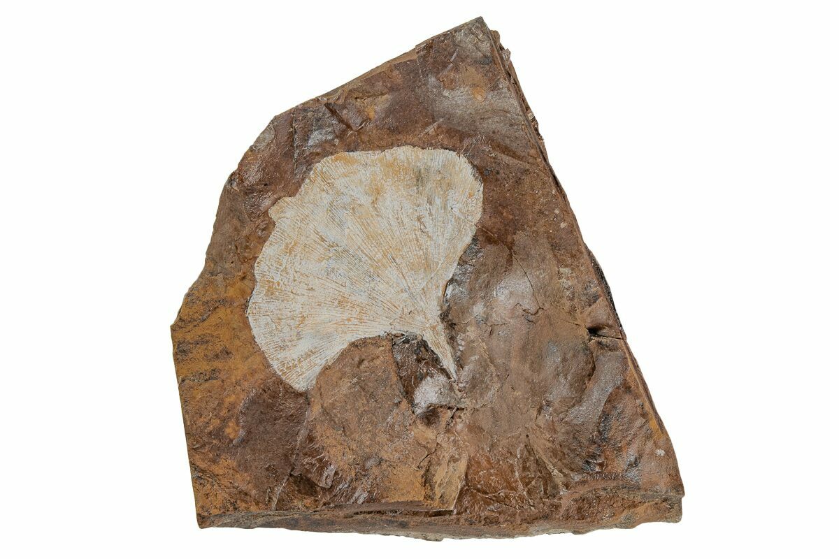 2.6" Fossil Ginkgo Leaf From North Dakota Paleocene (215482) For