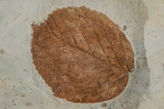 Fossil Leaf (Davidia) - Montana #215527