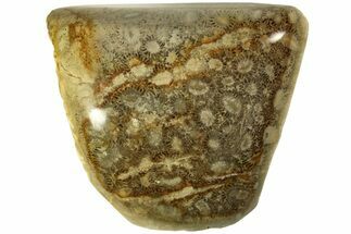 Polished Fossil Coral Head - Indonesia #210911
