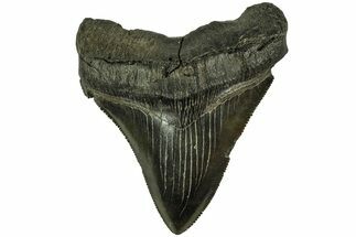 Serrated, Fossil Megalodon Tooth - South Carolina #212947