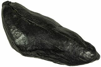 Fossil Sperm Whale (Scaldicetus) Tooth - South Carolina #212952