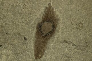 Fossil Winged Seed (Ailanthus) - Wyoming #215563