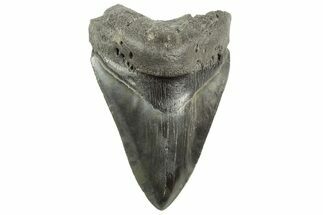 Fossil Megalodon Tooth - South Carolina #212928