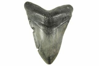 Fossil Megalodon Tooth - South Carolina #212929