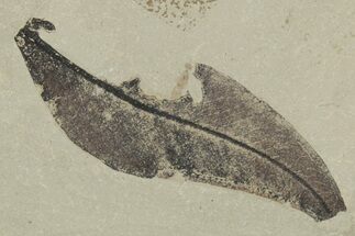 Fossil Leaf (Gymnocladus) & Ant Association - Green River Formation #215609
