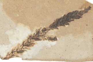 Cypress (Chamaecyparis) Fossil Plate - McAbee Fossil Beds, BC #215661