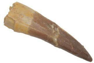 Fossil Plesiosaur (Zarafasaura) Tooth - Morocco #215825