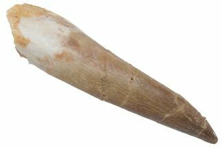 Fossil Plesiosaur (Zarafasaura) Tooth - Morocco #215838