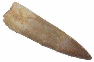 Fossil Plesiosaur (Zarafasaura) Tooth - Morocco #215847