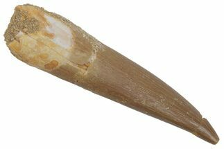 Fossil Plesiosaur (Zarafasaura) Tooth - Morocco #215859