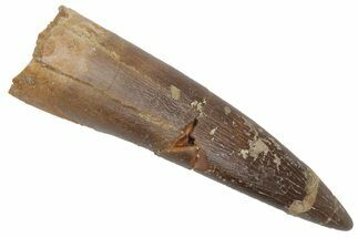 Bargain, Fossil Plesiosaur (Zarafasaura) Tooth - Morocco #215862