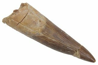 Bargain, Fossil Plesiosaur (Zarafasaura) Tooth - Morocco #215863