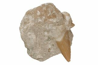 Otodus Shark Tooth Fossil in Rock - Eocene #215637