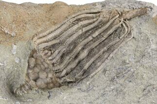 Fossil Crinoid (Macrocrinus) - Crawfordsville, Indiana #215811