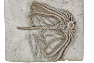 Fossil Crinoid (Eretmocrinus) - Crawfordsville, Indiana #215816