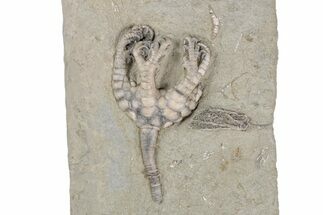 Fossil Crinoid Plate (Two Species) with Starfish - Indiana #215819