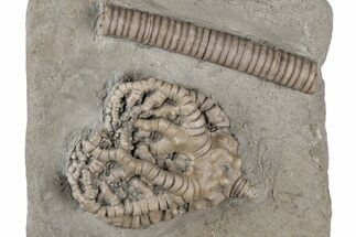 Fossil Crinoid (Barycrinus) - Crawfordsville, Indiana #216139