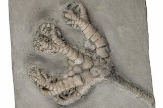 Fossil Crinoid (Onychocrinus) - Crawfordsville, Indiana #216140