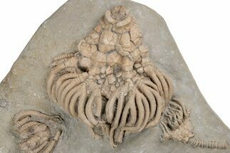 Fossil Crinoid Plate (Two Species) - Crawfordsville, Indiana #216145