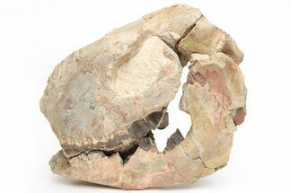 Fossil Running Rhino (Hyracodon) Partial Skull - Wyoming #216118