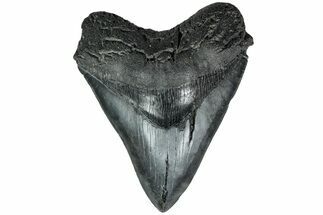 Fossil Megalodon Tooth - South Carolina #208562