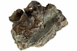 Oreodont (Merycoidodon) Jaw Section - South Dakota #215907