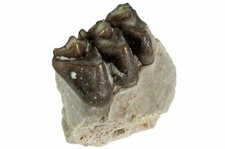 Oreodont (Merycoidodon) Jaw Section - South Dakota #215911