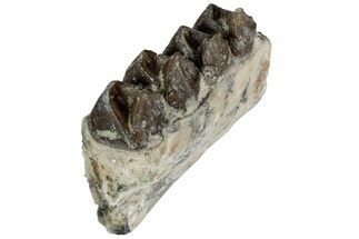 Oreodont (Merycoidodon) Jaw Section - South Dakota #215917