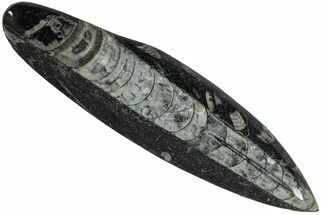 Polished Fossil Orthoceras (Cephalopod) - Morocco #216150