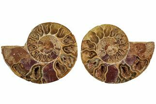 Jurassic Cut & Polished Ammonite Fossil (Pair)- Madagascar #215981