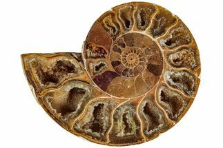 Jurassic Cut & Polished Ammonite Fossil (Half)- Madagascar #215989