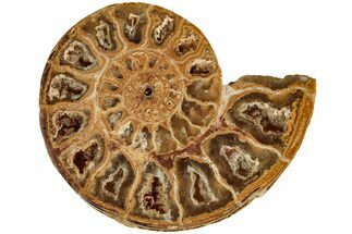 Jurassic Cut & Polished Ammonite Fossil (Half)- Madagascar #216001