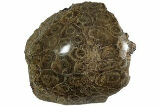 Polished Fossil Coral (Actinocyathus) Head - Morocco #202543