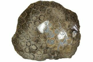 Polished Fossil Coral (Actinocyathus) Head - Morocco #202545